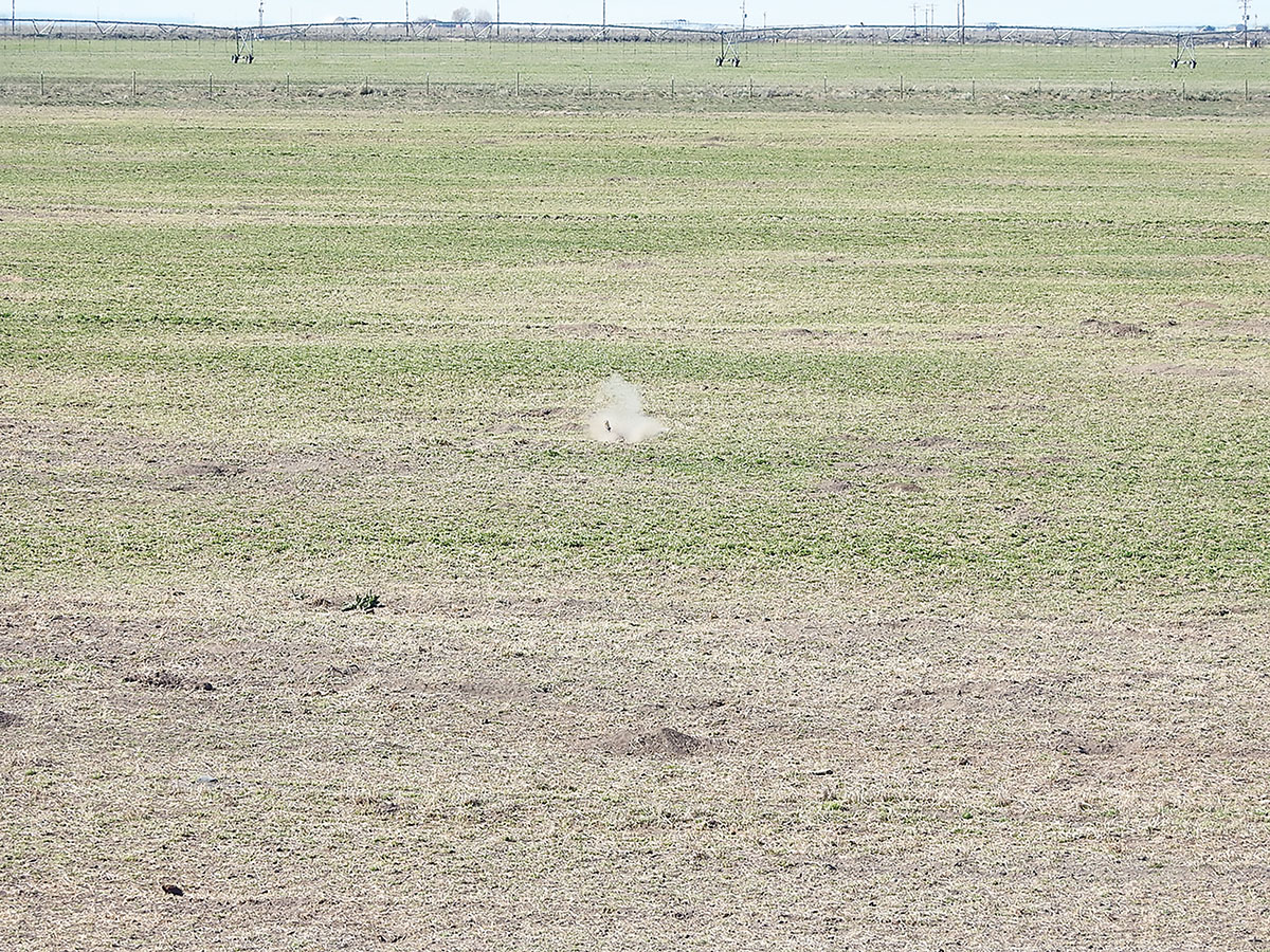 Squirrel goes airborne.